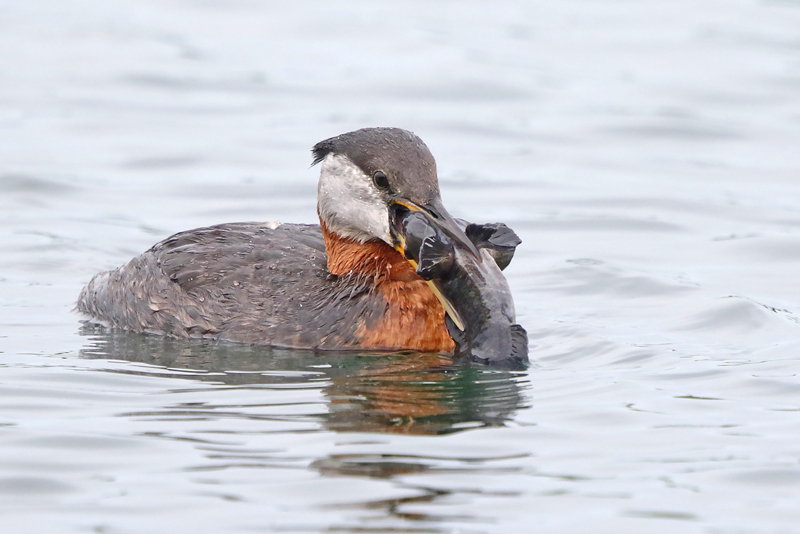 Red-necked Grebe