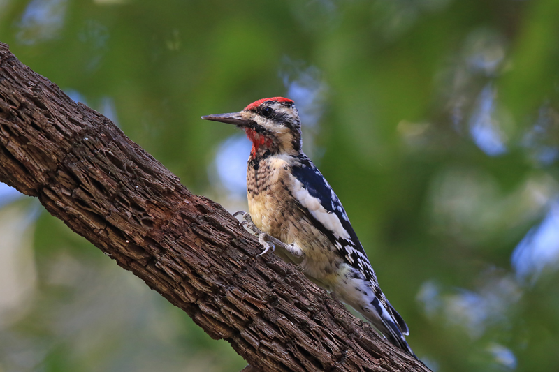 Yellow-bellied Sapsucker