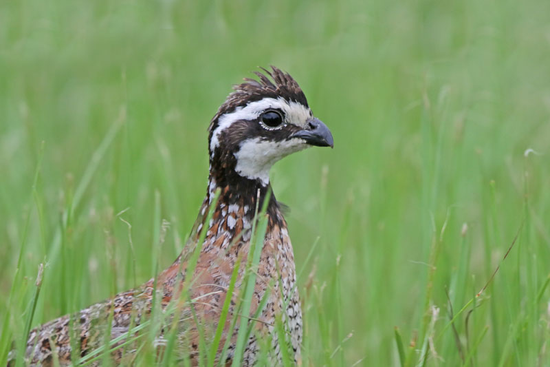 Northern Bobwhite