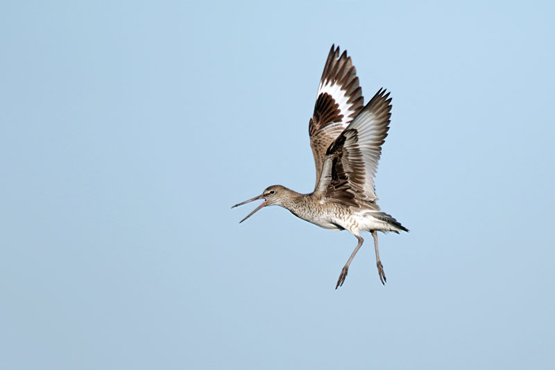 Willet
