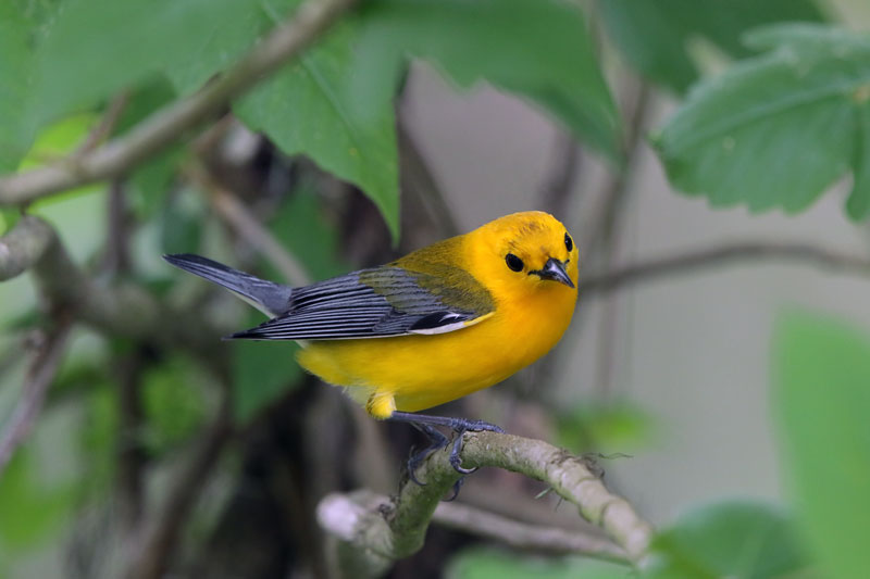 Prothonotary Warbler