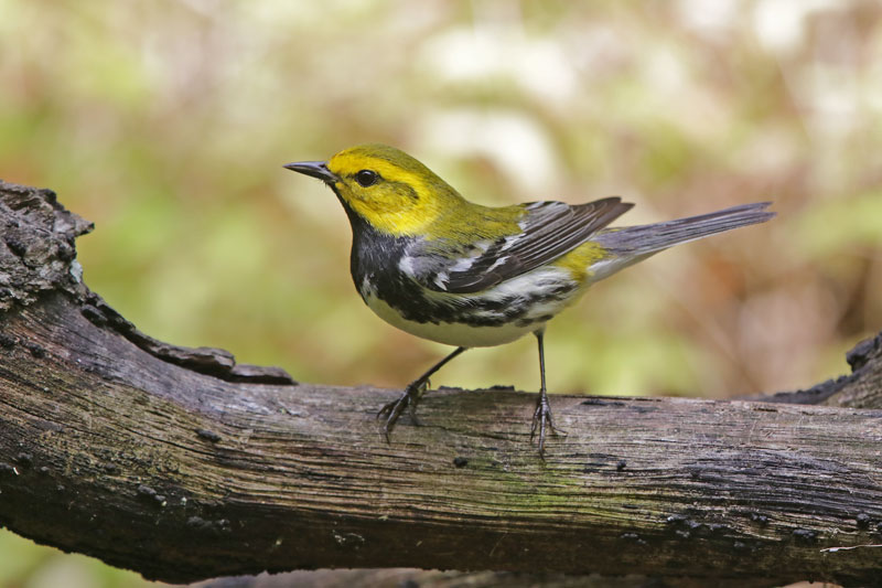 Black-throated Green Warbler
