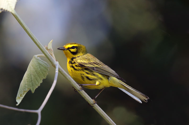 Prairie Warbler
