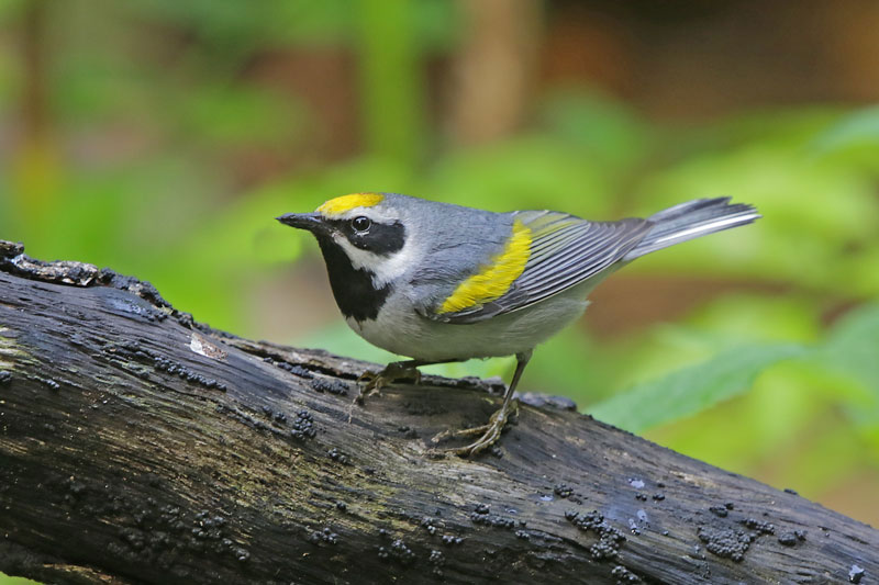 Golden-winged Warbler