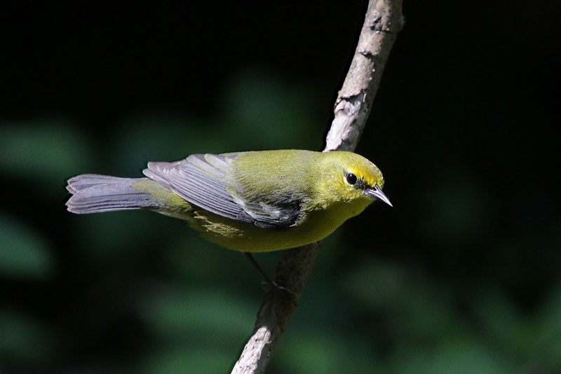 Blue-winged Warbler