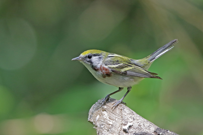 Chestnut-sided Warbler