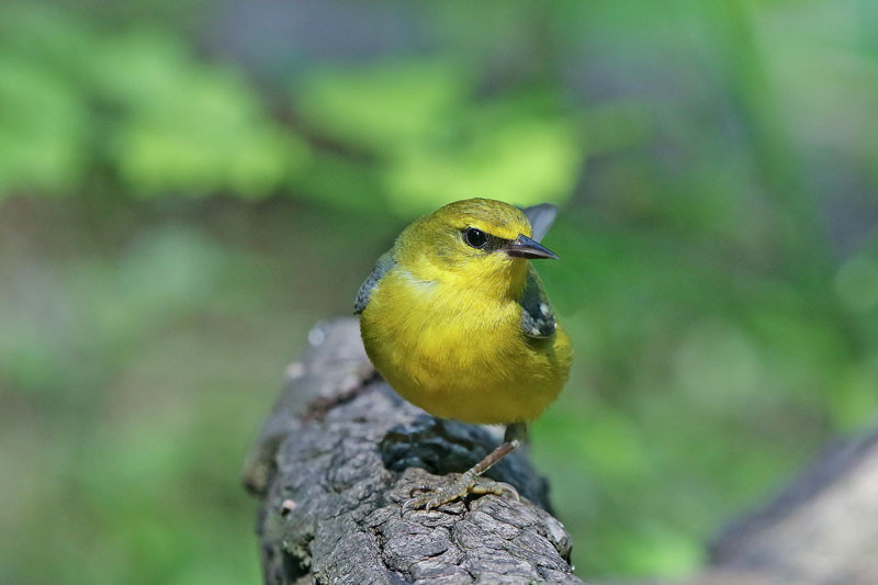 Blue-winged Warbler