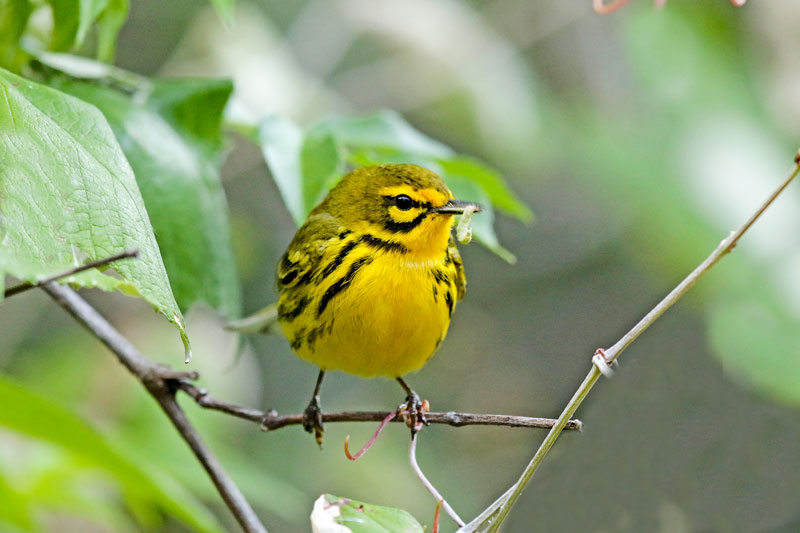 Prairie Warbler