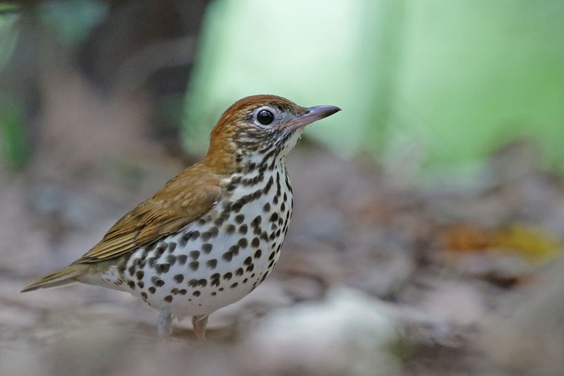 Wood Thrush