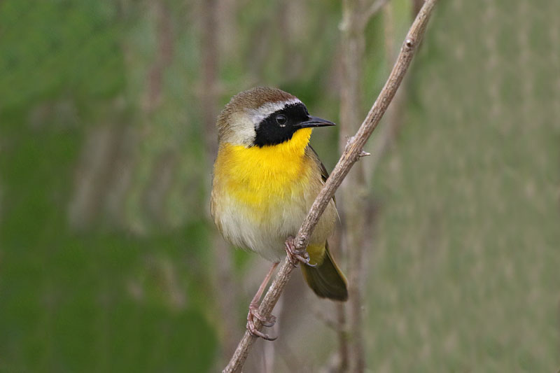 Common Yellowthroat