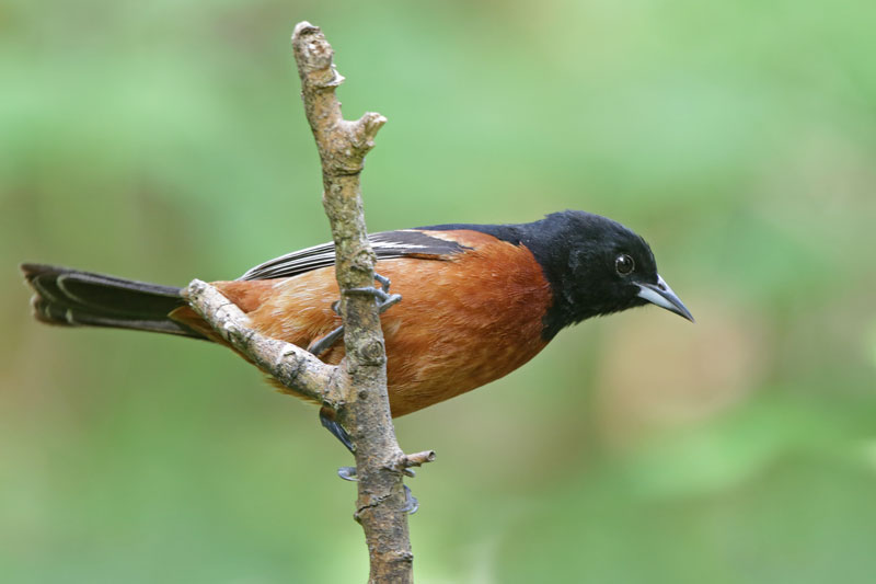 Orchard Oriole
