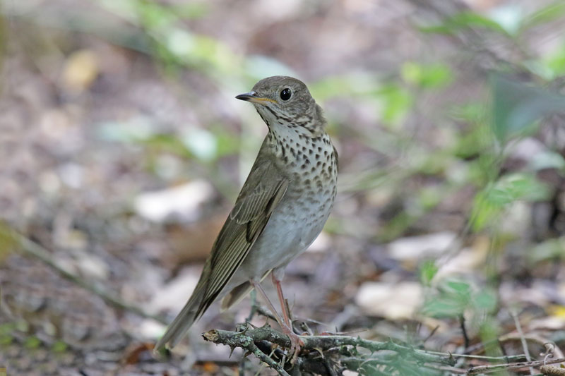 Gray-cheeked Thrush