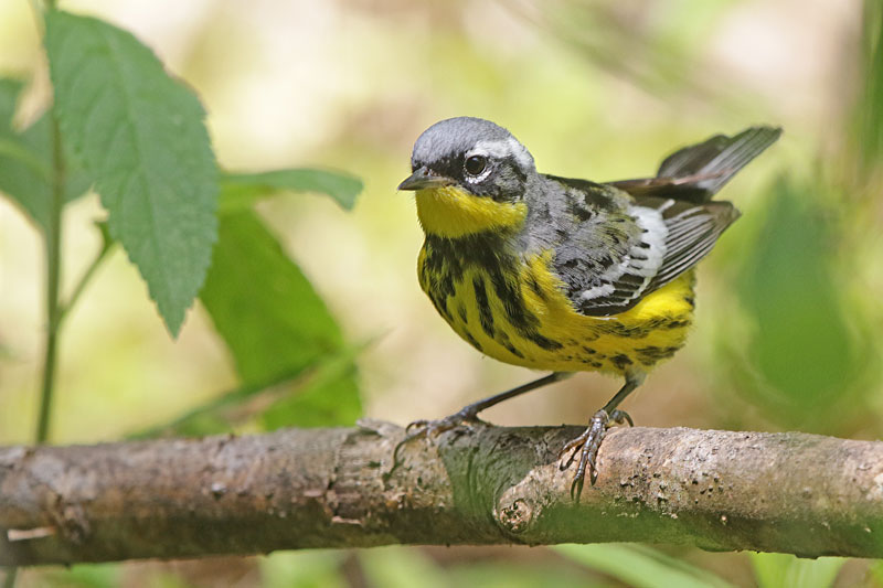 Magnolia Warbler