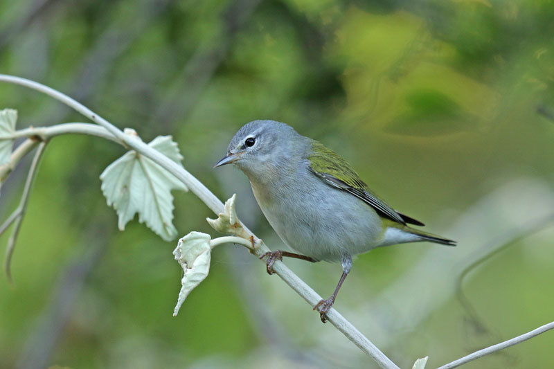 Tennessee Warbler