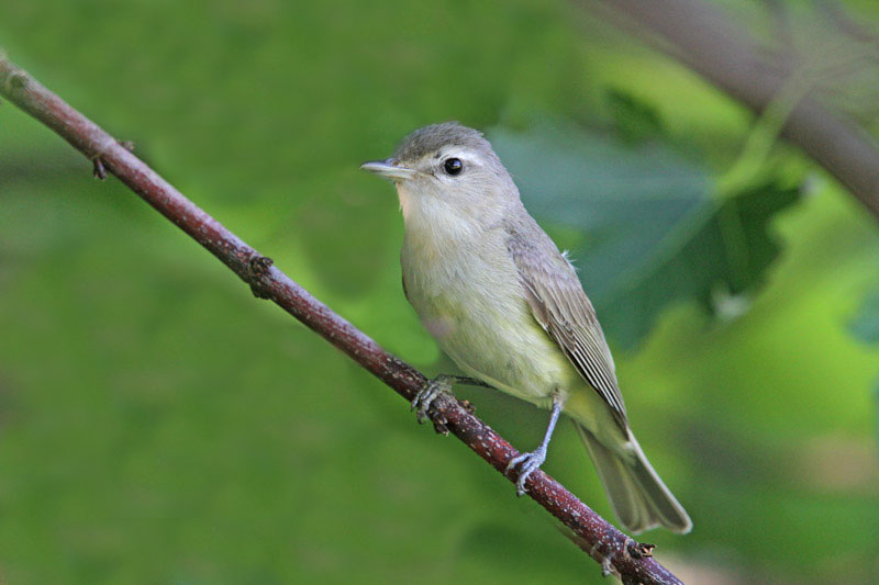 Warbling Vireo