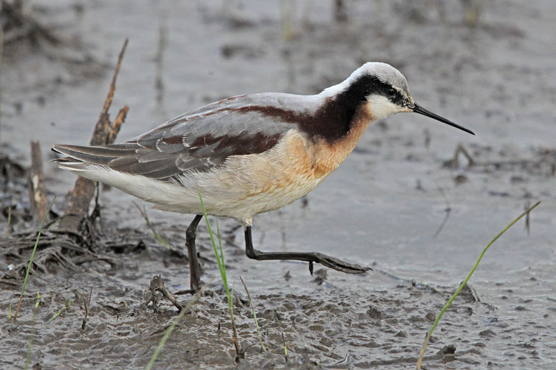 Wilson's Phalarope