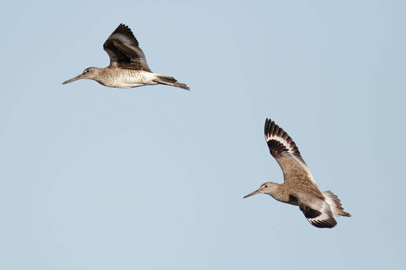 Willet