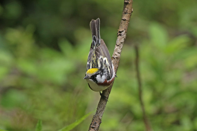 Chestnut-sided Warbler