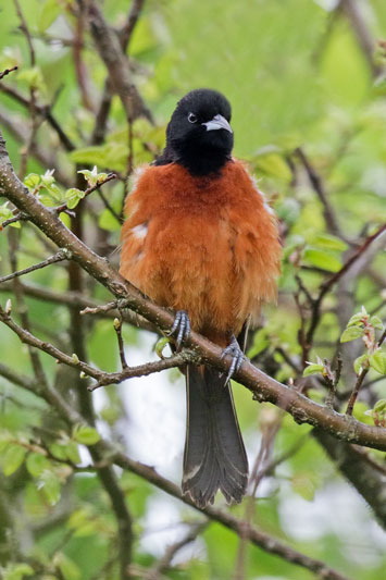 Orchard Oriole