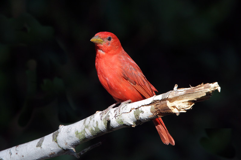 Summer Tanager
