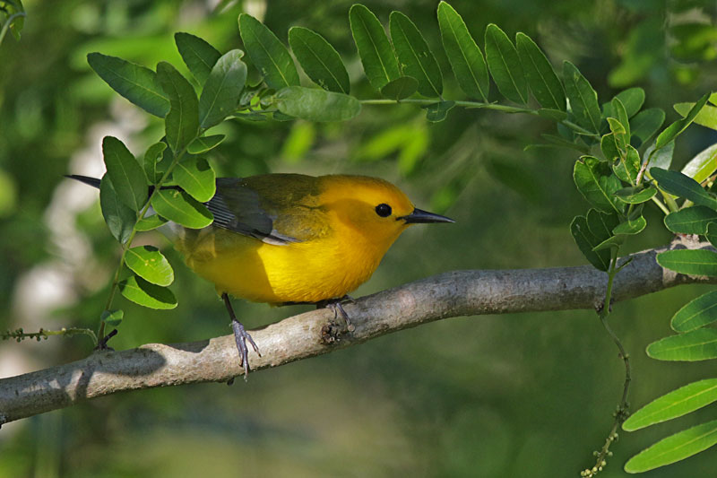 Prothonotary Warbler