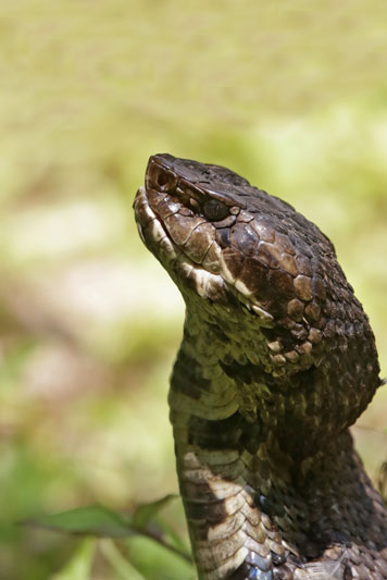 Cottonmouth