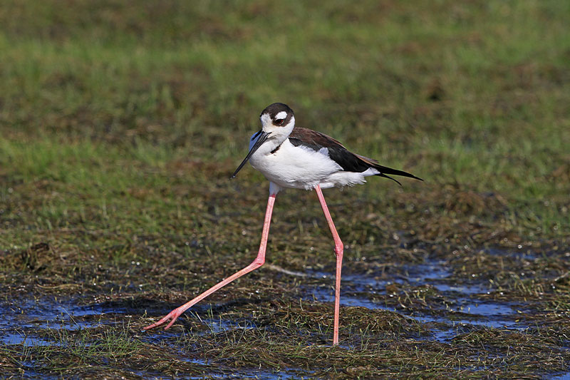 Black-necked Stilt
