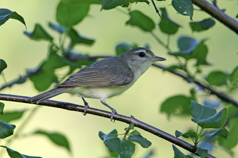 Warbling Vireo