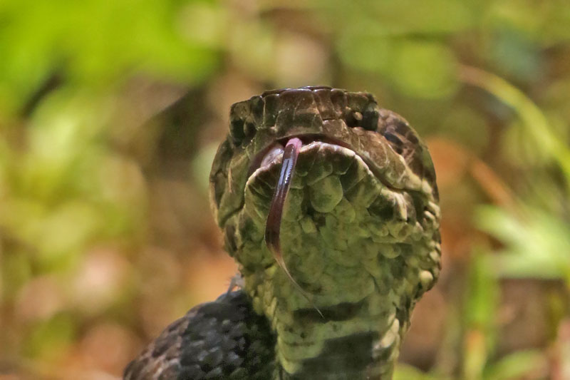 Cottonmouth