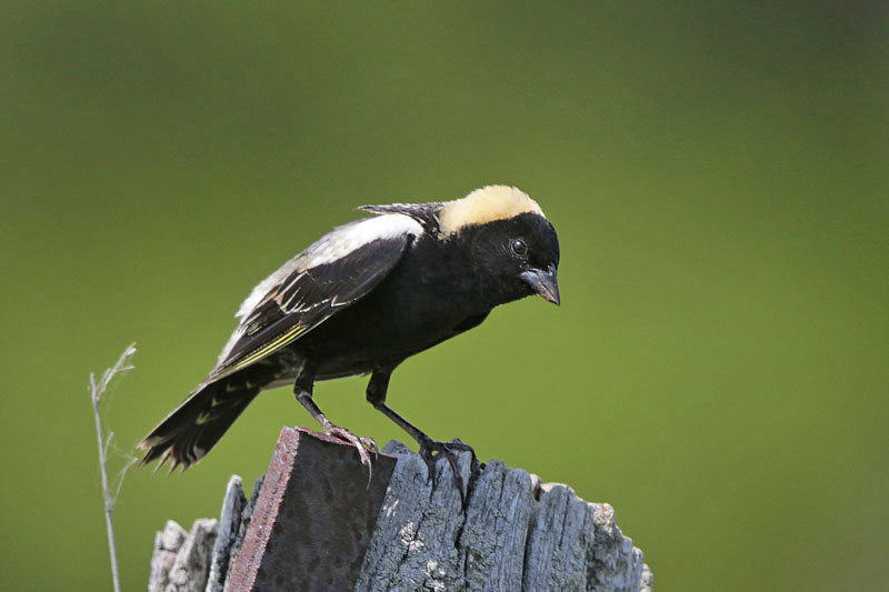 Bobolink