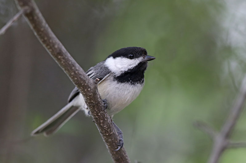 Black-capped Chickadee