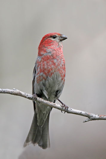 Pine Grosbeak