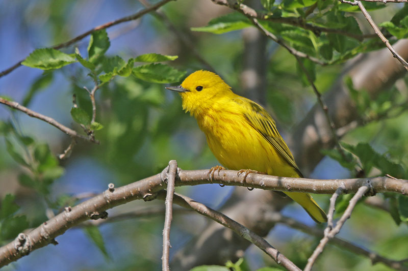 Yellow Warbler