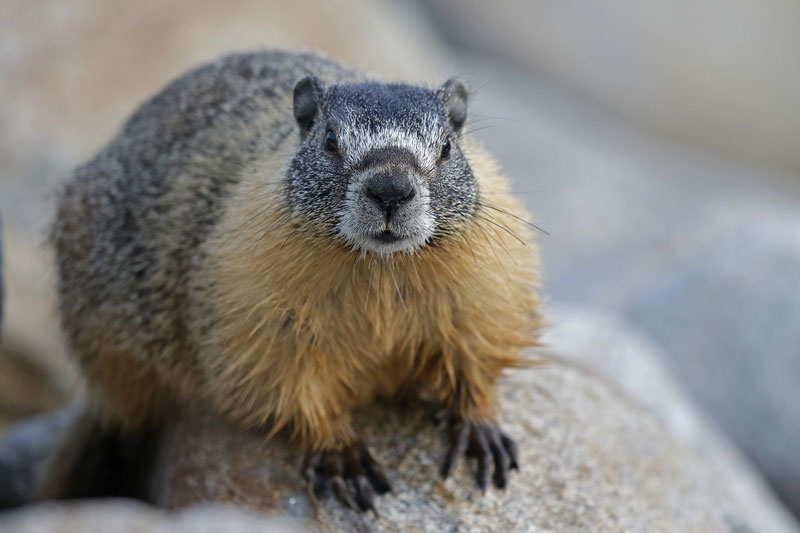 Yellow-bellied Marmot