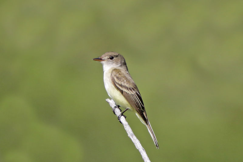Willow Flycatcher