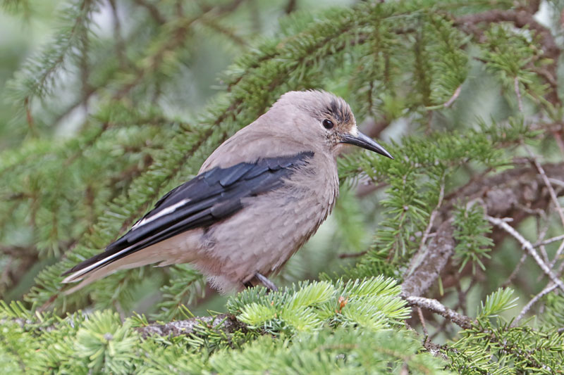 Clark's Nutcracker