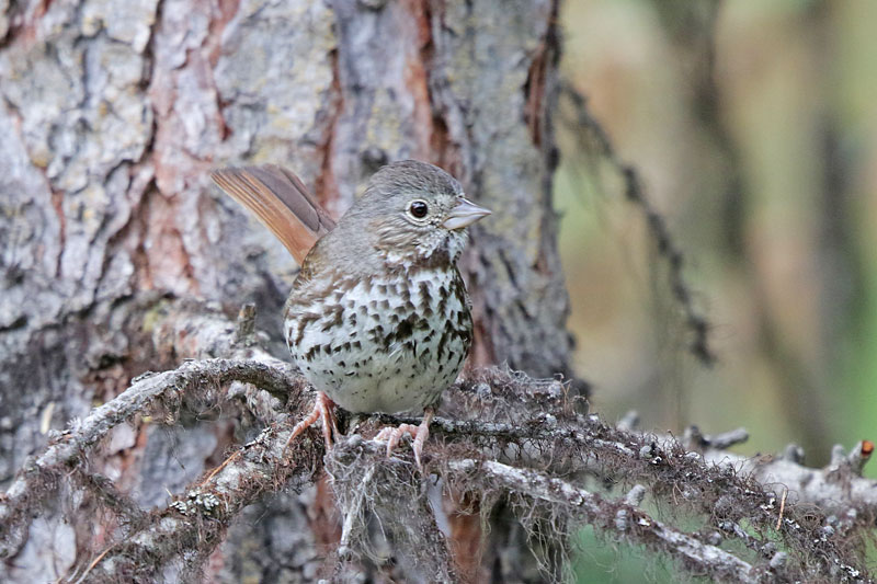 Fox Sparrow