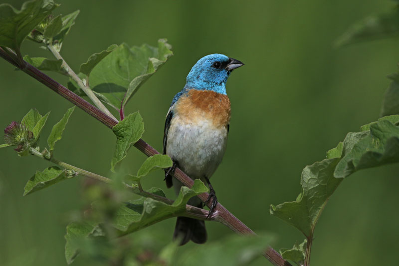 Luzuli Bunting