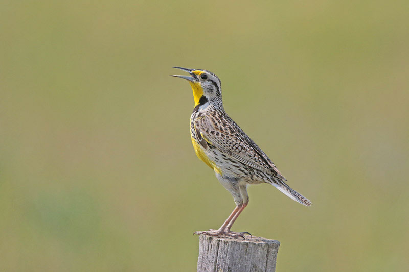 Western Meadowlark