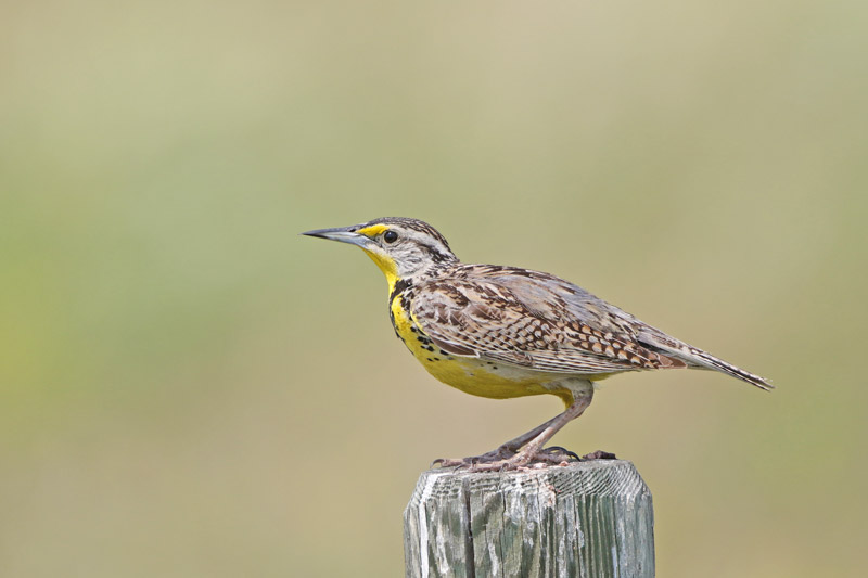 Western Meadowlark