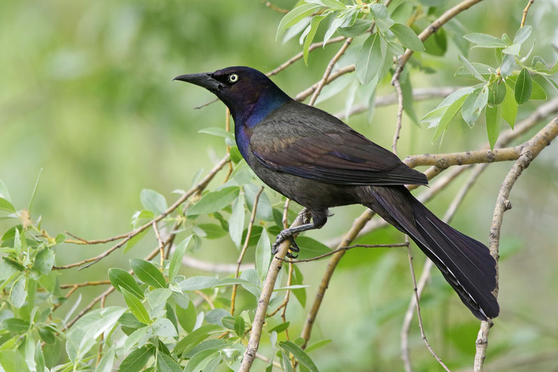 Common Grackle