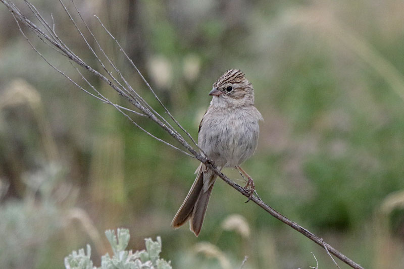 Brewer's Sparrow