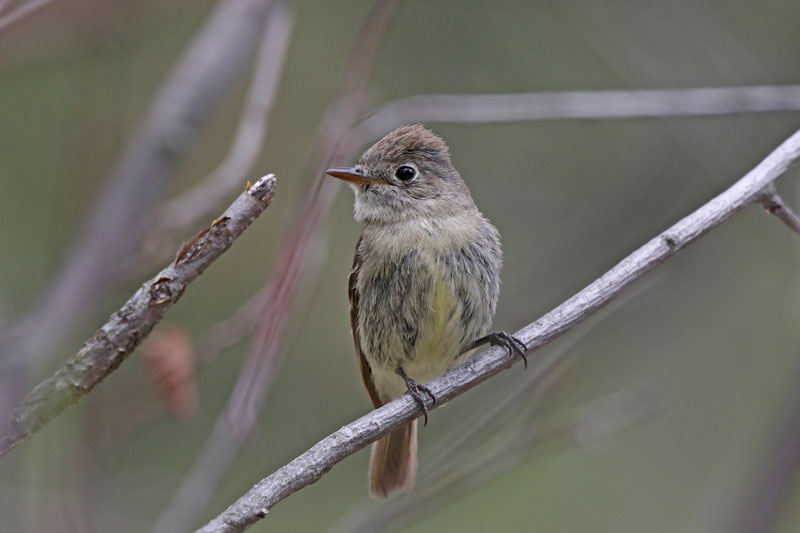 Dusky Flycatcher