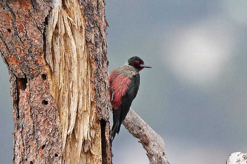 Lewis Woodpecker