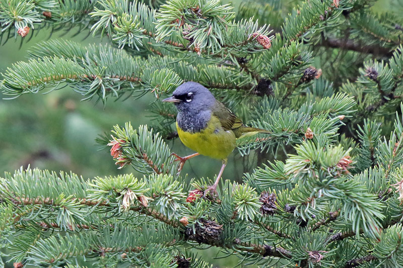 MacGillivray's Warbler