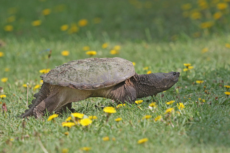 Common Snapping Turtle
