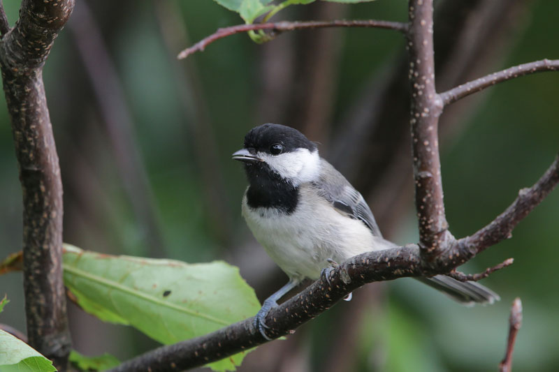 Black-capped Chickadee