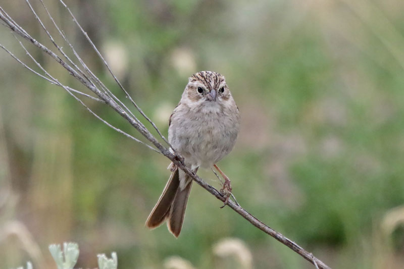 Brewer's Sparrow