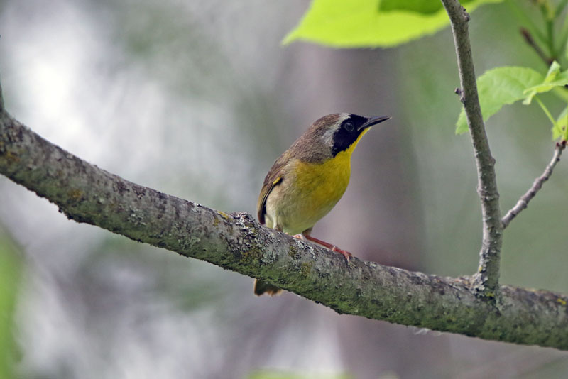 Common Yellowthroat