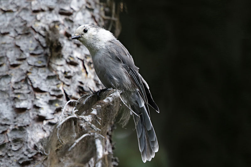 Gray Jay